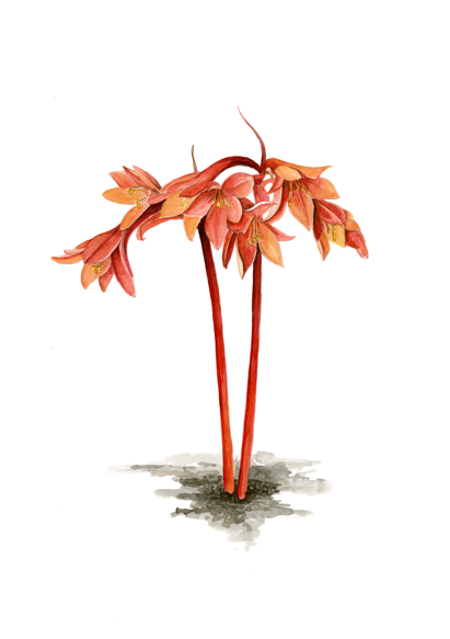 'Brandlelie'
