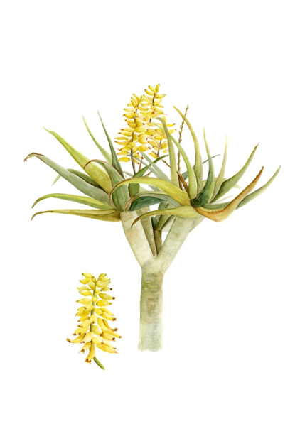 'Kokerboom' Aleo Dichotoma