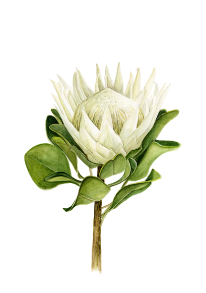 King Protea