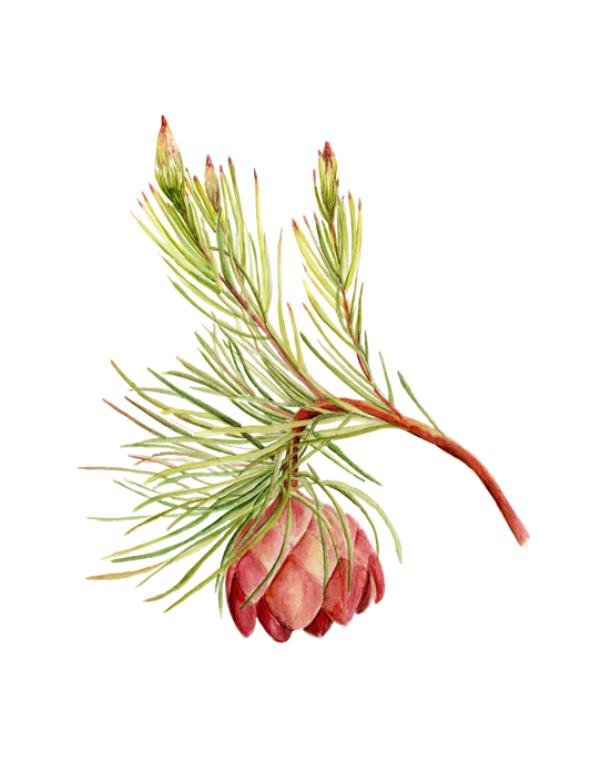 'Schaamblom'