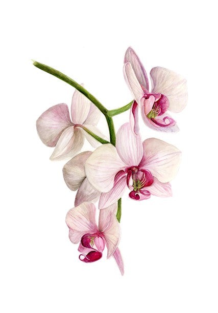 ORCHID