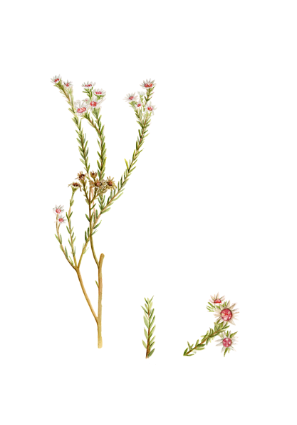 'Staavia Dodii'