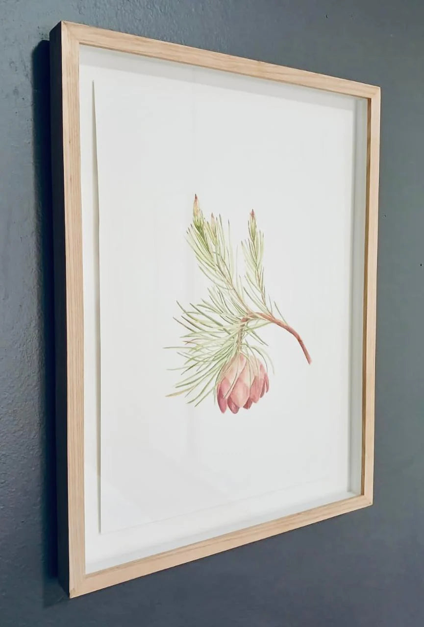 'Schaamblom'