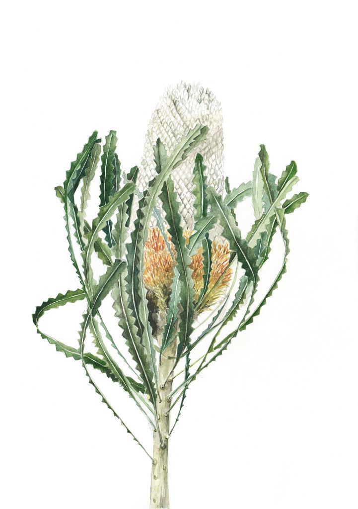 botanical watercolor illustration