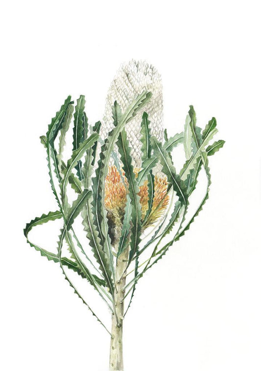 botanical watercolor illustration