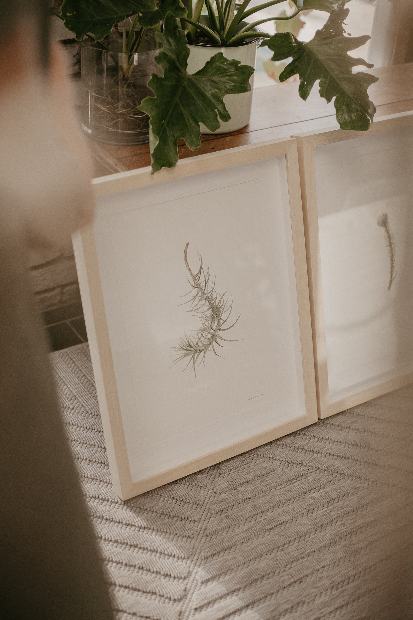 airplant botanical watercolor illustration framed