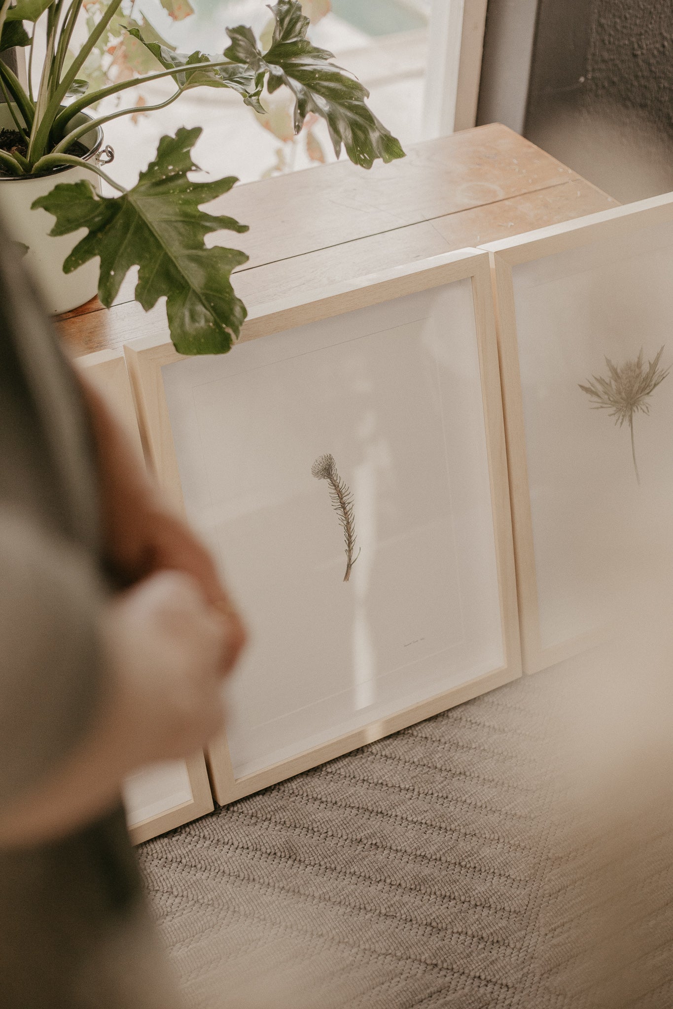 Brunia Albiflora Detail