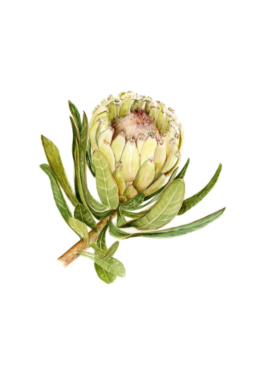 Protea Neriifolia