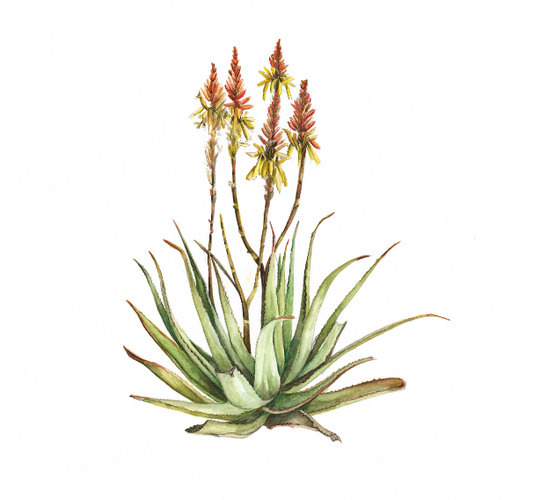 Sand Aloe