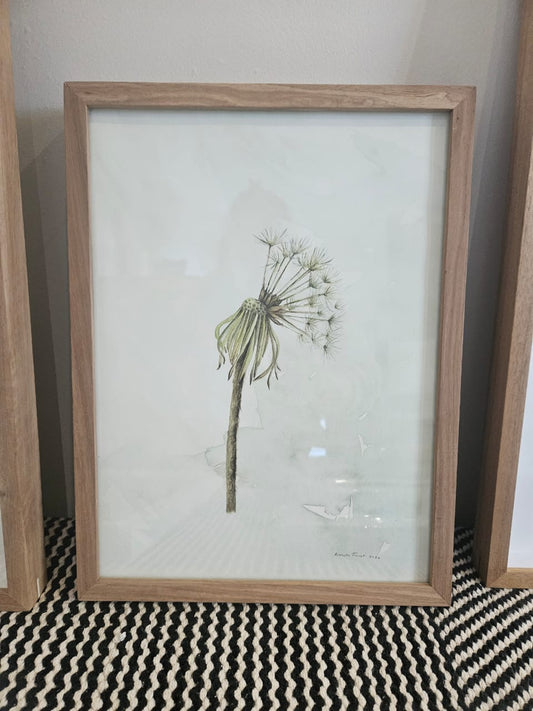 'Dandelion Untitled'