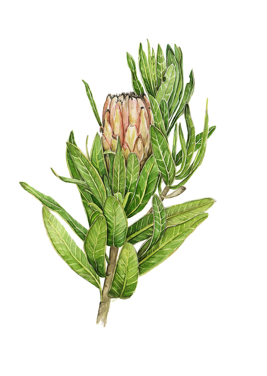 Protea Mink