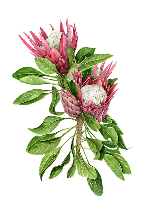 Protea Cynaroides