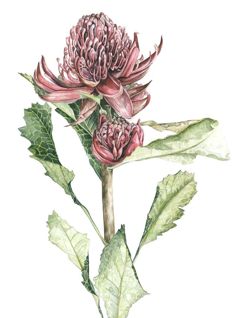 Waratah