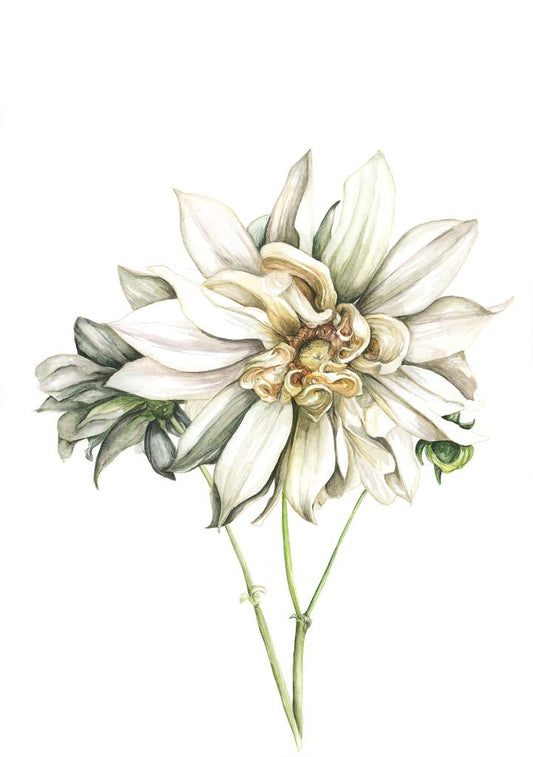 Cafe au lait - Dahlia