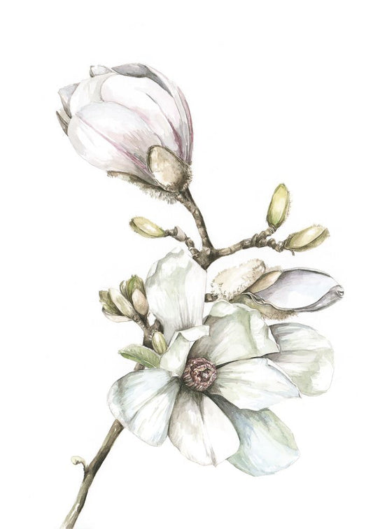 Magnolia