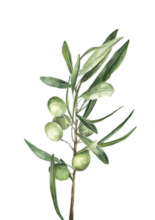 Olive Branch