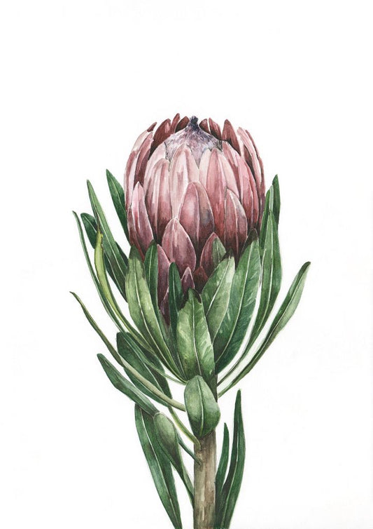 Pink Protea