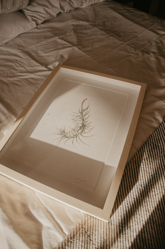 airplant botanical watercolor illustration framed