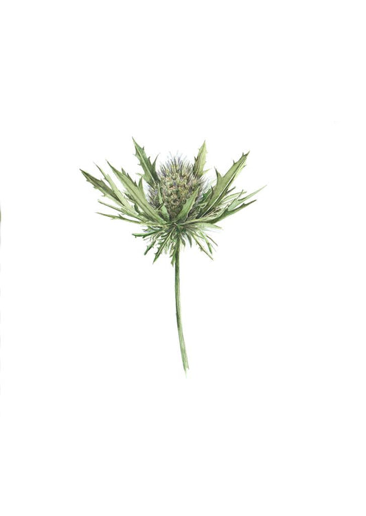 Sea Holly